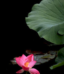 夏日，荷塘里青翠欲滴的荷叶，荷花，莲蓬唯美图片组图8