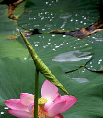 夏日，荷塘里青翠欲滴的荷叶，荷花，莲蓬唯美图片组图9