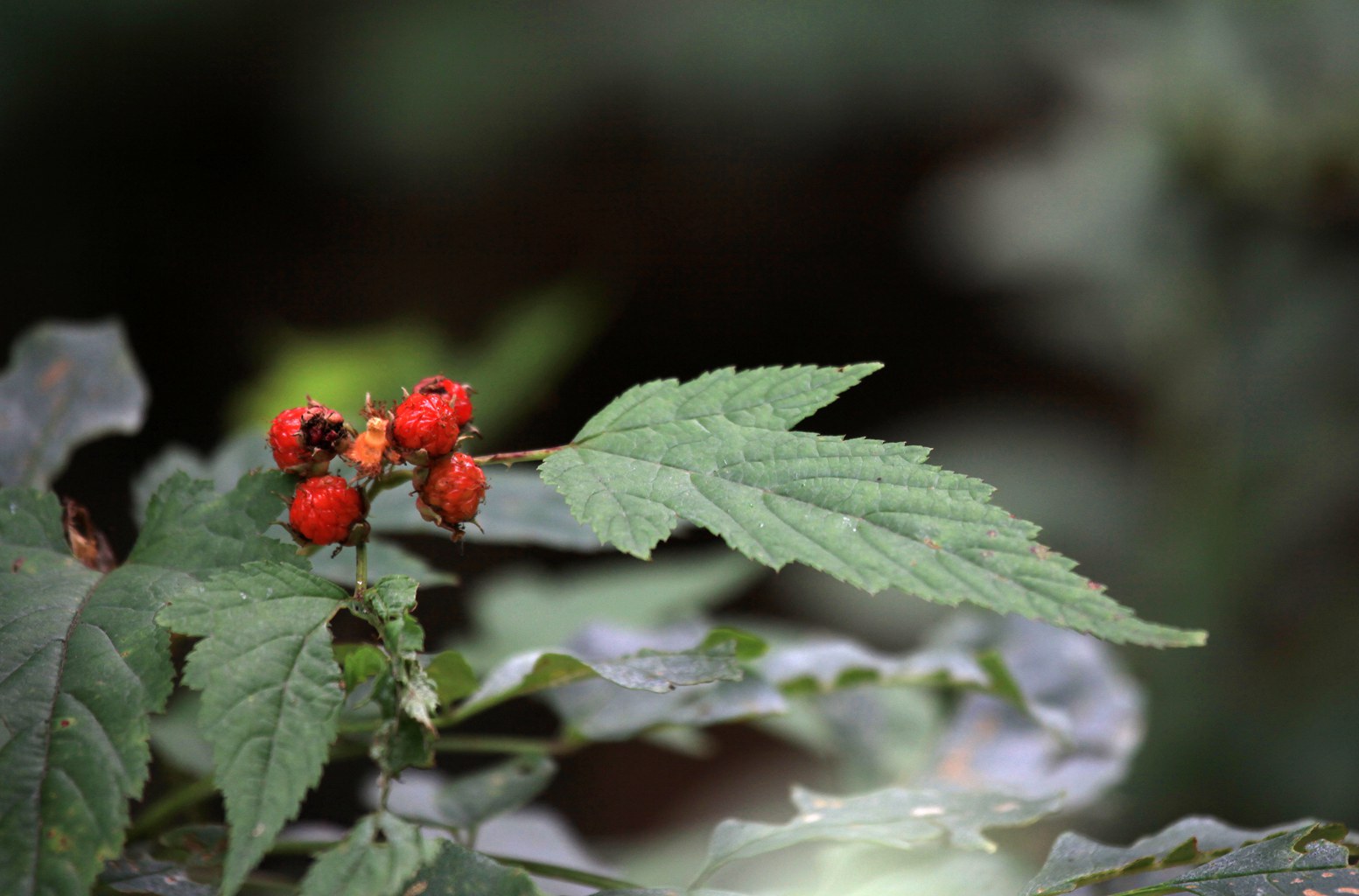 覆盆子，农村小时候常见的路边带刺植物覆盆子果实图片图片