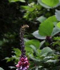 葛花图片，自然生长的名贵中药材，豆科植物葛的花图片组图1