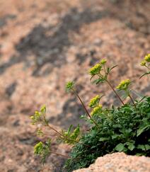 岩败酱，开着小花，生长于岩石缝中的多年生草本植物岩败酱图片组图5