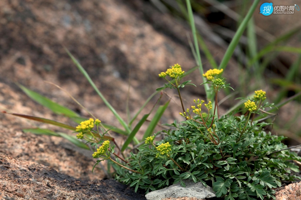 岩败酱，开着小花，生长于岩石缝中的多年生草本植物岩败酱图片图片