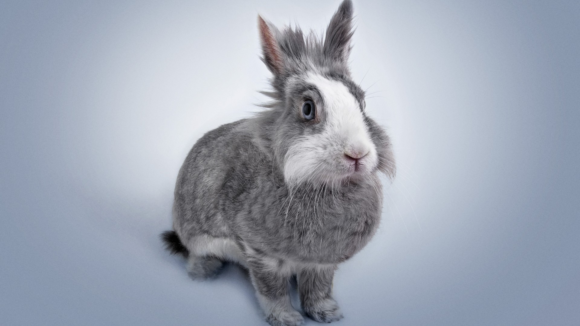 兔子图片，各种不同种类的宠物兔，家兔，野兔在镜头前可爱图片图片