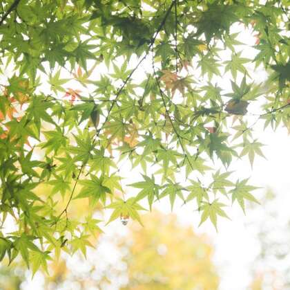 绿色枫叶，长在树枝上的绿色小清新枫叶背景唯美图片