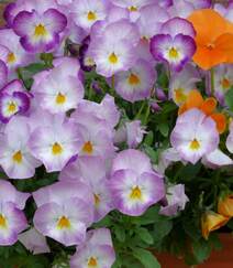 紫罗兰，紫罗兰花朵图片，人工栽培花开美丽的紫罗兰美图组图5