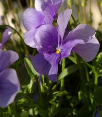紫罗兰，紫罗兰花朵图片，人工栽培花开美丽的紫罗兰美图组图3