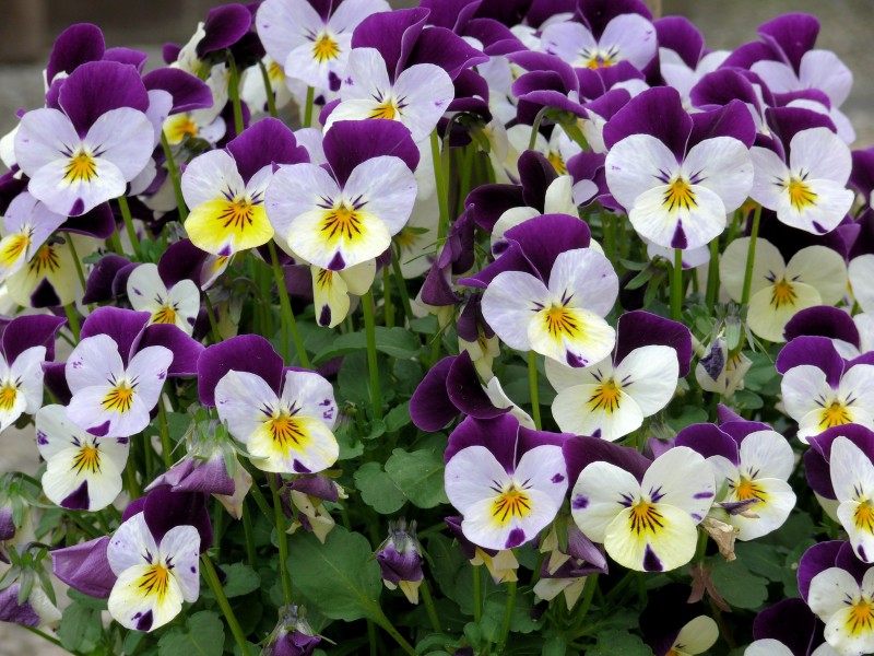 紫罗兰，紫罗兰花朵图片，人工栽培花开美丽的紫罗兰美图图片