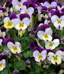 紫罗兰，紫罗兰花朵图片，人工栽培花开美丽的紫罗兰美图组图6