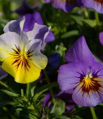紫罗兰，紫罗兰花朵图片，人工栽培花开美丽的紫罗兰美图组图1