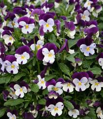 紫罗兰，紫罗兰花朵图片，人工栽培花开美丽的紫罗兰美图组图4