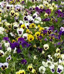 紫罗兰，紫罗兰花朵图片，人工栽培花开美丽的紫罗兰美图组图9