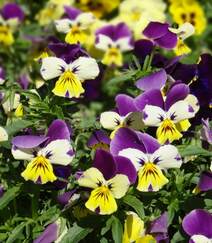 紫罗兰，紫罗兰花朵图片，人工栽培花开美丽的紫罗兰美图组图7
