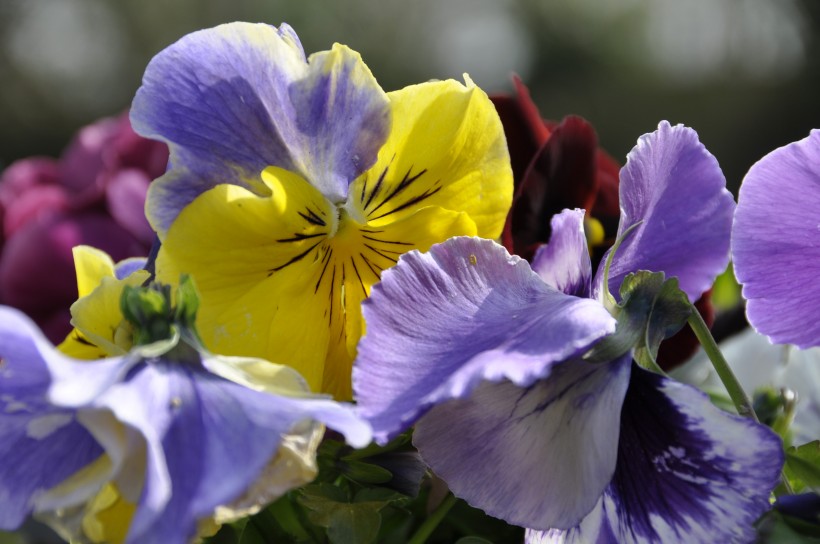 紫罗兰，紫罗兰花朵图片，人工栽培花开美丽的紫罗兰美图图片