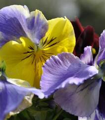 紫罗兰，紫罗兰花朵图片，人工栽培花开美丽的紫罗兰美图组图8
