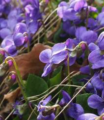 紫罗兰，紫罗兰花朵图片，人工栽培花开美丽的紫罗兰美图组图10