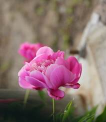 芍药花图片，争相斗艳，花开美丽，代表思念花语的芍药花美图组图4