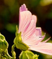 芙蓉花图片，多种不同颜色的芙蓉花静距离好看图片组图1