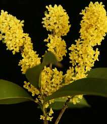 桂花图片，花开香气扑鼻，黄色小花，挂在树枝上的桂花美图组图3