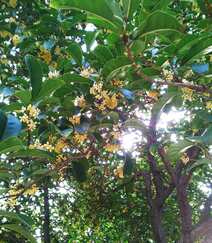 桂花图片，花开香气扑鼻，黄色小花，挂在树枝上的桂花美图组图8