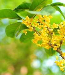 桂花图片，花开香气扑鼻，黄色小花，挂在树枝上的桂花美图组图6