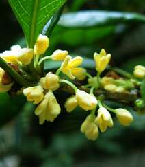 桂花图片，花开香气扑鼻，黄色小花，挂在树枝上的桂花美图