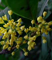 桂花图片，花开香气扑鼻，黄色小花，挂在树枝上的桂花美图组图12