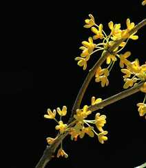桂花图片，花开香气扑鼻，黄色小花，挂在树枝上的桂花美图组图1