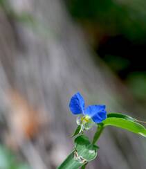 鸭跖草，生长于湿地，耐旱性强，花开蓝色小花的鸭跖草图片组图3