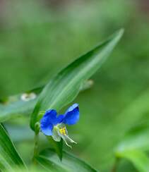 鸭跖草，生长于湿地，耐旱性强，花开蓝色小花的鸭跖草图片组图2