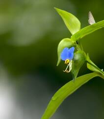 鸭跖草，生长于湿地，耐旱性强，花开蓝色小花的鸭跖草图片组图1
