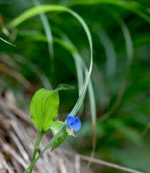鸭跖草，生长于湿地，耐旱性强，花开蓝色小花的鸭跖草图片组图4