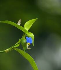 鸭跖草，生长于湿地，耐旱性强，花开蓝色小花的鸭跖草图片组图5