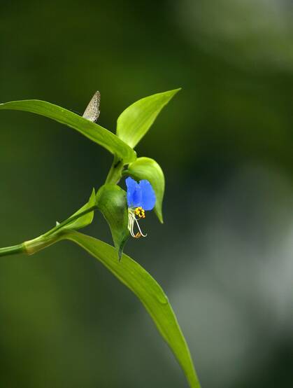 鸭跖草，生长于湿地，耐旱性强，花开蓝色小花的鸭跖草图片