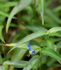 鸭跖草，生长于湿地，耐旱性强，花开蓝色小花的鸭跖草图片组图6