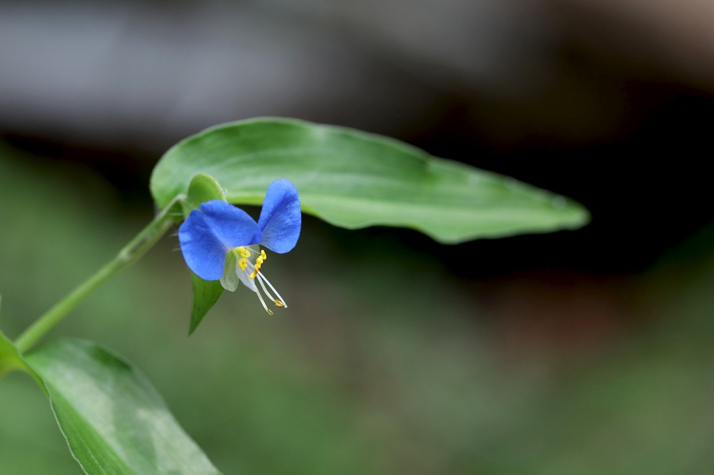鸭跖草，生长于湿地，耐旱性强，花开蓝色小花的鸭跖草图片图片