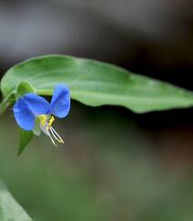 鸭跖草，生长于湿地，耐旱性强，花开蓝色小花的鸭跖草图片组图7