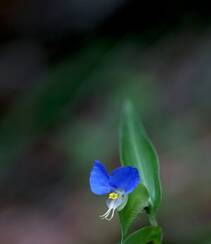 鸭跖草，生长于湿地，耐旱性强，花开蓝色小花的鸭跖草图片组图8
