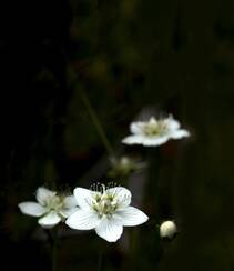 梅花草，自然生长一支或多支梅花草静距离美图