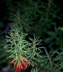 杜香，已经开花的杜鹃花科灌木植物杜香高清图片组图6