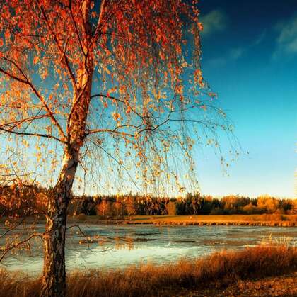 叶子黄了，唯美立秋图片，挂在树上金黄的树叶唯美森系自然景色图片