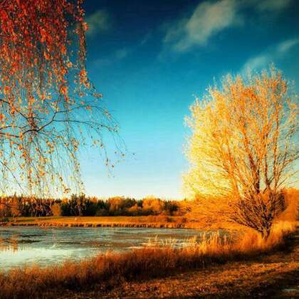 秋意浓，尝试下金黄的树叶唯美风景头像图片吧