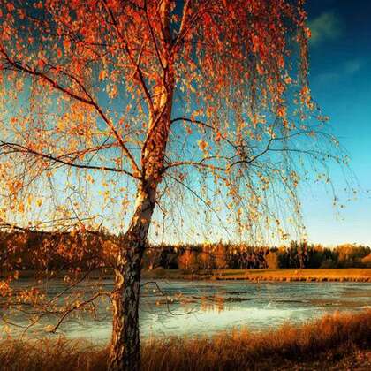 秋意浓，尝试下金黄的树叶唯美风景头像图片吧