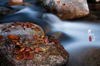 落叶知秋，立秋壁纸，以山间溪水，石头，落叶为背景的立秋文字壁纸图片