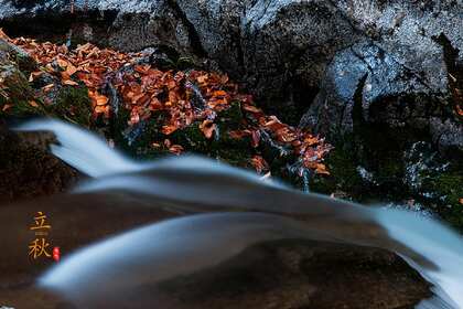 落叶知秋，立秋壁纸，以山间溪水，石头，落叶为背景的立秋文字壁纸图片