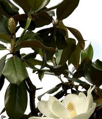 广玉兰花图片，花开正好的白色“荷花玉兰”广玉兰花朵清新美图组图1