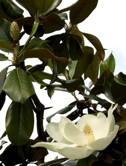 广玉兰花图片，花开正好的白色“荷花玉兰”广玉兰花朵清新美图