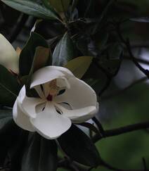 广玉兰花图片，花开正好的白色“荷花玉兰”广玉兰花朵清新美图组图2