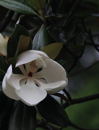 广玉兰花图片，花开正好的白色“荷花玉兰”广玉兰花朵清新美图
