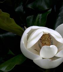 广玉兰花图片，花开正好的白色“荷花玉兰”广玉兰花朵清新美图组图4