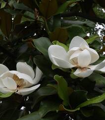 广玉兰花图片，花开正好的白色“荷花玉兰”广玉兰花朵清新美图组图7